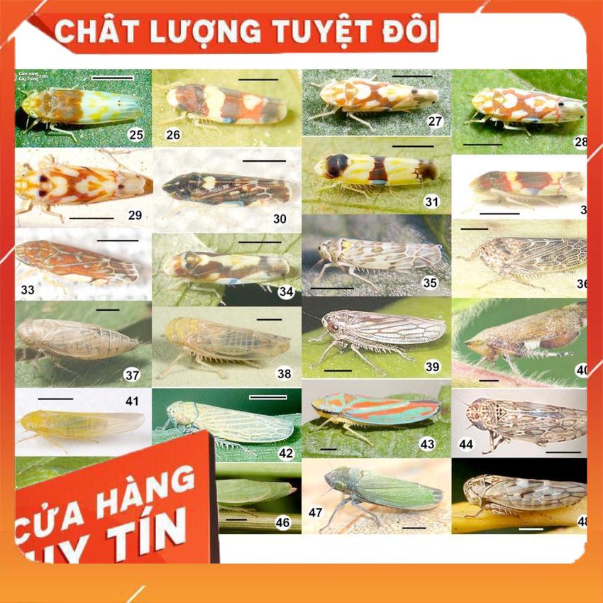 gói xử lý bọ trĩ bọ rầy rầy xanh rầy vàng chích hút Nomida 10WP 100g ...