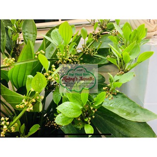 Cây thủy sinh LAN NƯỚC (BÁCH THỦY TIÊN)