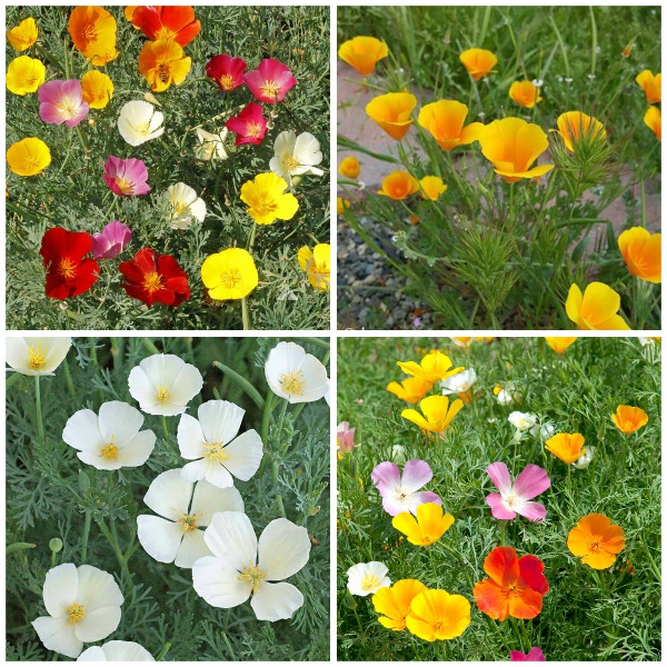 Hạt giống hoa pop py mix màu (tặng kèm phân bón và kích mầm)