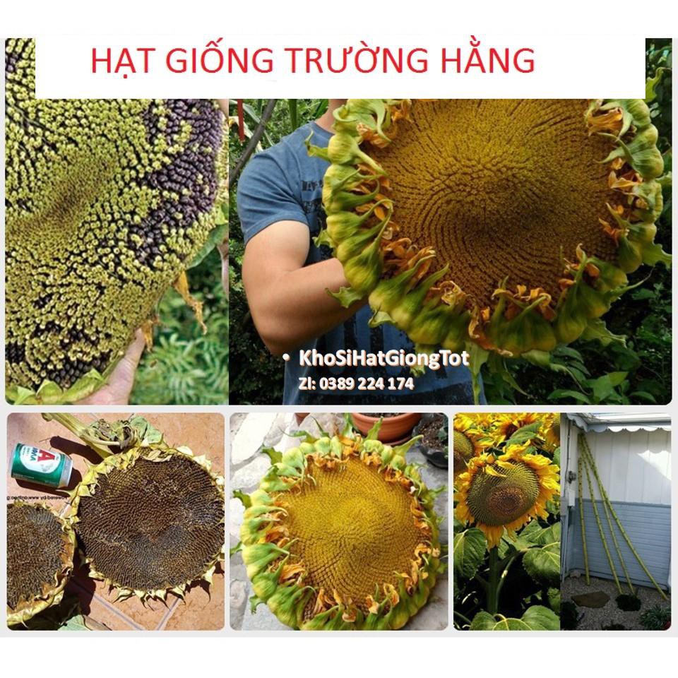 Gói 10 Hạt Giống Hoa Hướng Dương Khổng Lồ ĐẾN MÙA ĐÓN TẾT Voi ma mút