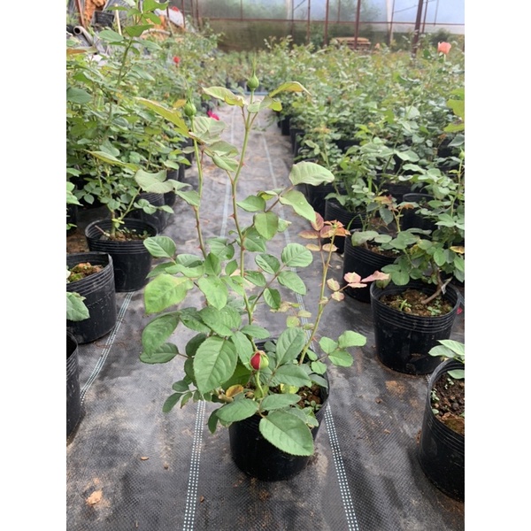 Cây hoa hồng bụi Red Apple màu đỏ tươi, cây nguyên chậu cao 50-60cm. thienan22916