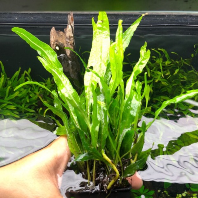 Cây thủy sinh Dương xỉ lá dẹt