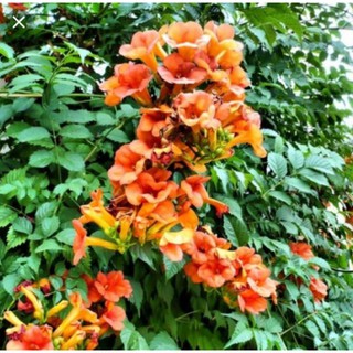 CHẬU HOA GIỐNG HOA LEO ĐĂNG TIÊU-LOÀI HOA LEO SIÊU ĐẸP