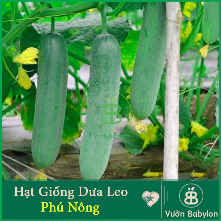 Hạt Giống Dưa Leo F1 Qủa To, Giòn Ngọt