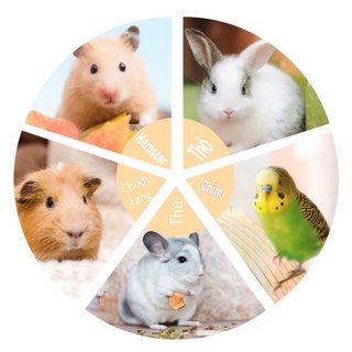 Thức ăn cho hamster kê chùm mượt lông