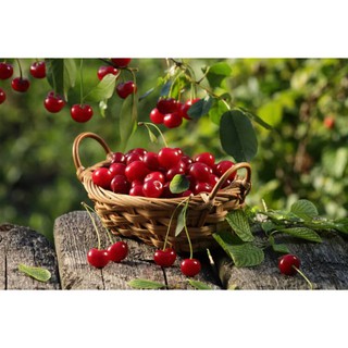 100 hạt quả cherry đỏ sai quả