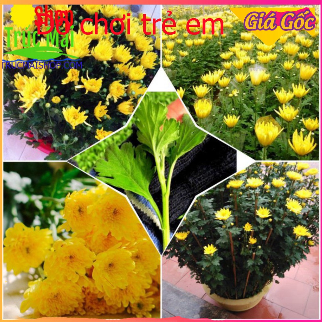 [Giá Xưởng] COMBO 10 Cây Cúc Giống Pha Lê Vàng Hè Trồng Chậu Trang trí sân vườn