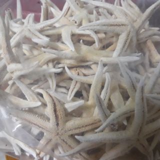 10 Con Sao Biển Mini Y Hinh Sieu Rẻ Ngoi Sao Biển Chinh Hang 19 000đ