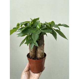 Kim ngân 3 gốc nhỏ(10-15cm)