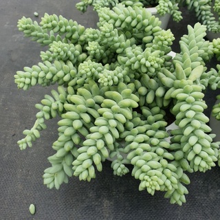 Sen đá chuổi ngọc bi size khổng lồ 13-15cm, xuất xứ Đà Lạt, lỗi 1 đổi 1