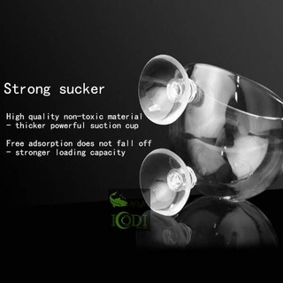 Cốc trồng cây thủy tinh bể cá cảnh