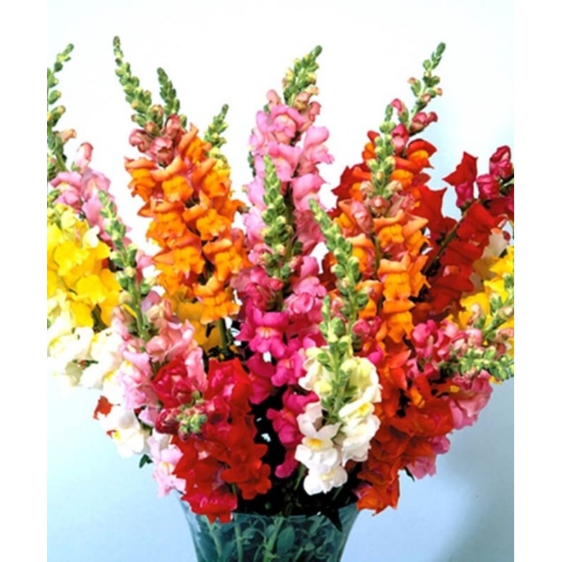 Hạt giống hoa Mõm sói mix