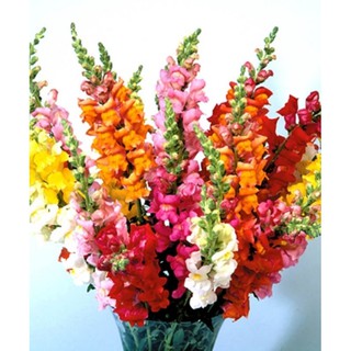 Hạt giống hoa Mõm sói mix