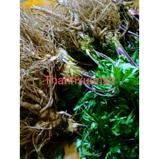 Sâm đương quy Sìn Hồ _ Lai Châu (4kg)