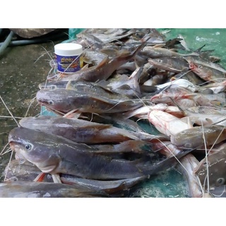 MỒI CÂU CÁ LĂNG THAILAND NHÃN XANH