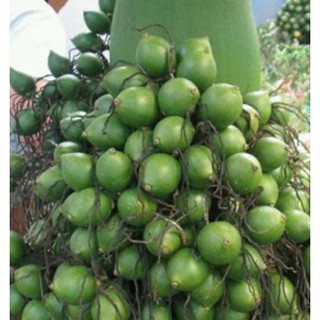 Binh lang (hạt cau khô ) 1kg - NDX280