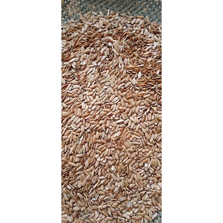 200 gram hạt giống cây lim xẹt