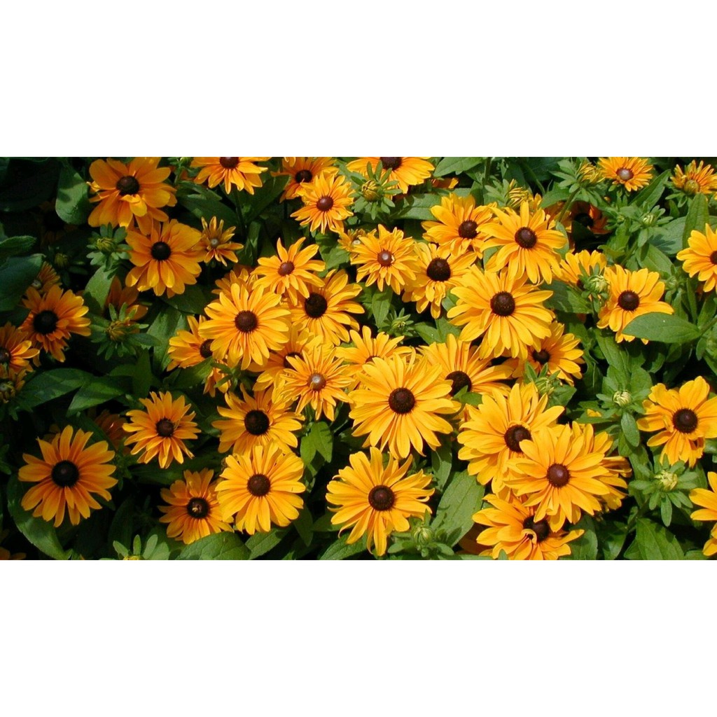 Gói 200 hạt giống hoa cúc tâm đen (susan- rudbeckia)