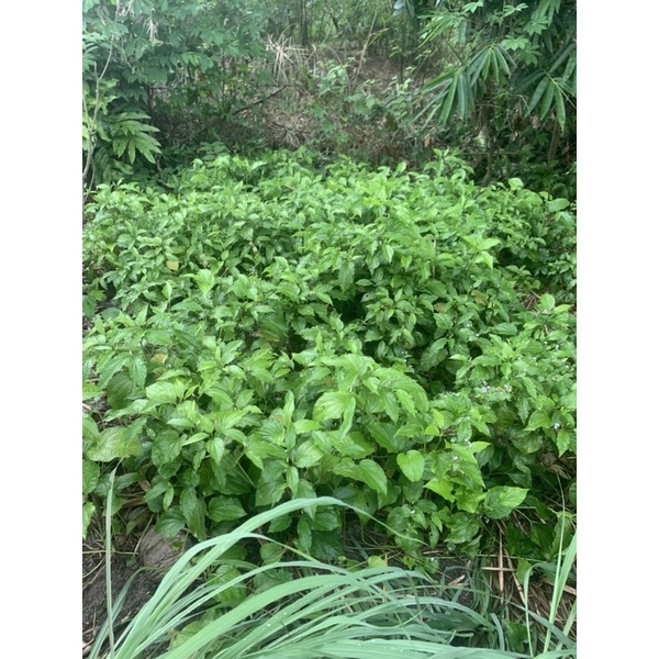 Lá lốp tươi loại 300g