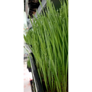 100g bột cỏ lúa mỳ oganic