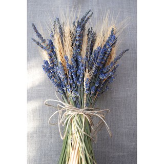 ♥️FREESHIP♥️HOA KHÔ LAVENDER NGUYÊN BÓ🌸Hoa Oải Hương Khô Decor Nhà Siêu Xinh