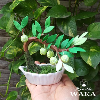Bonsai Mini-  Cây Mãng Cầu Ta (Na) Mini 01