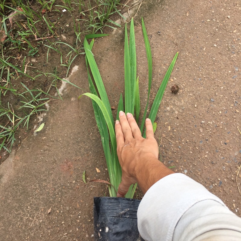 Cây lan rẻ quạt (cây diên vĩ) trồng bầu đen (Cây như hình)