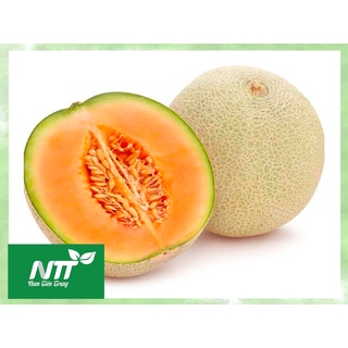 Hạt giống dưa lưới mv - 92
