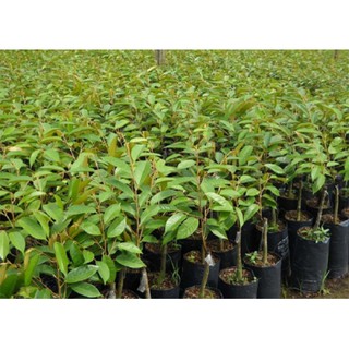 Cây Sầu Riêng Hạt Lép