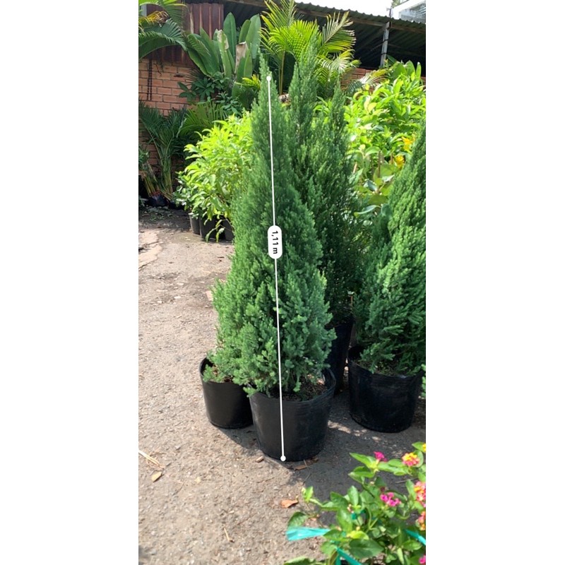 Cây Sơn tùng  cao từ 50 đến 70