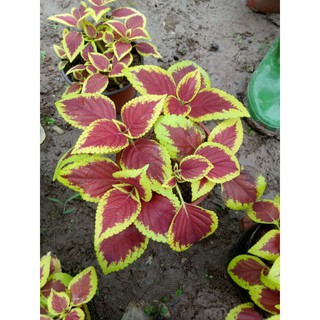 (lá gấm, tía tô cảnh)