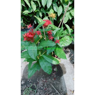 Cây hoa trang mỹ màu đỏ