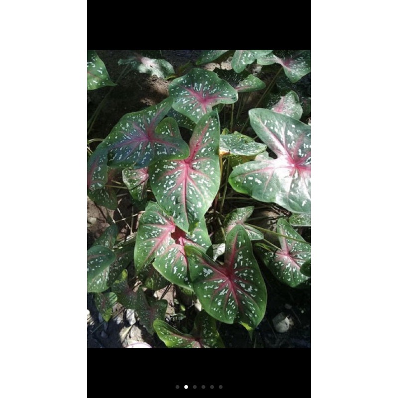 cây mon cảnh