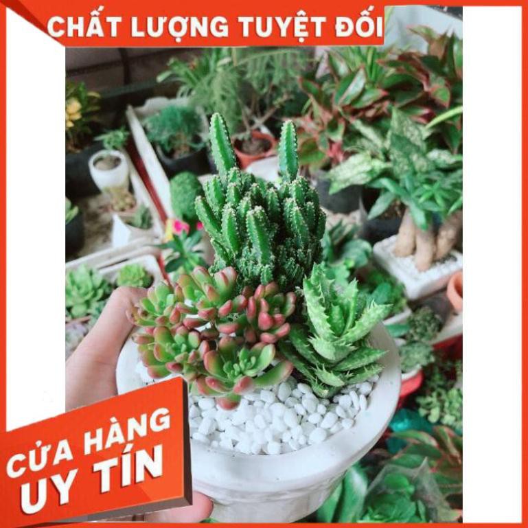 Chậu cây thanh sơn và sen đá Nhiều Người Mua