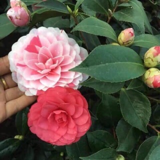 Giống cây trà my ngũ sắc