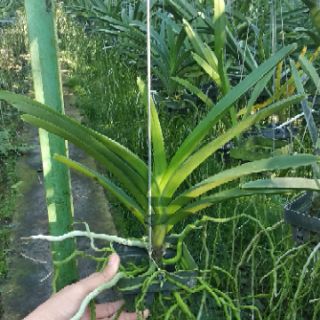 Lan vanda cây 2 năm tuổi