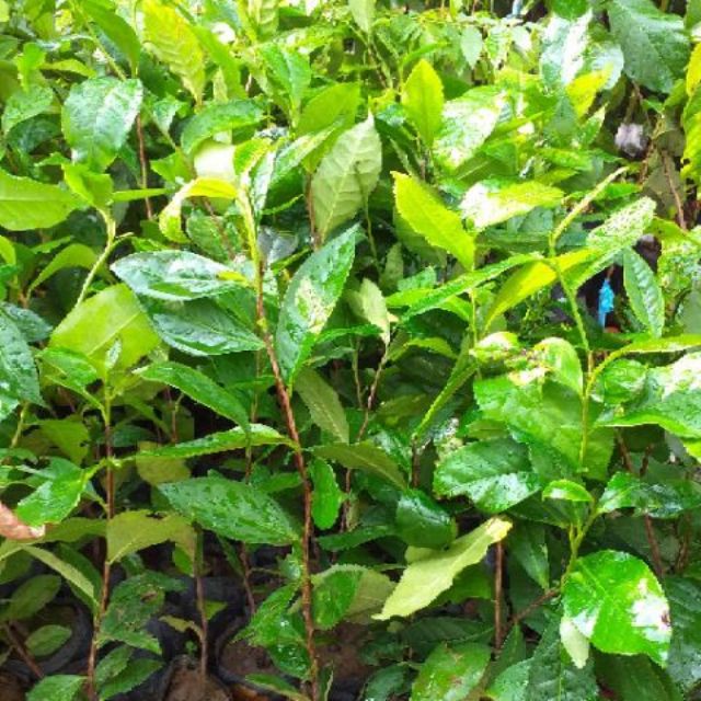 Chè Xanh  - Chậu Rau