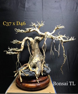 ( Free Ship) bonsai thuỷ sinh D56xC33 & C37xD46