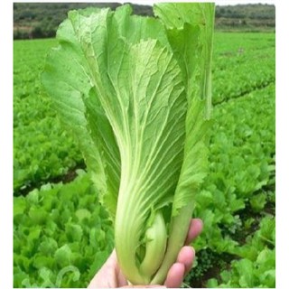 Hạt giống rau Cải bẹ dưa (20gr)