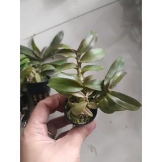 Phi điệp lai thân tím 5-7cm