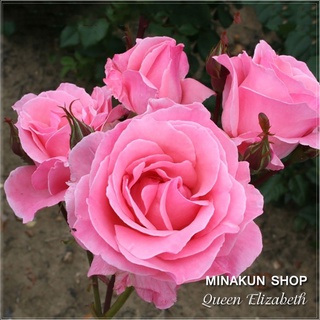 Hoa hồng ngoại Queen Elizabeth leo hồng - Minakun Shop