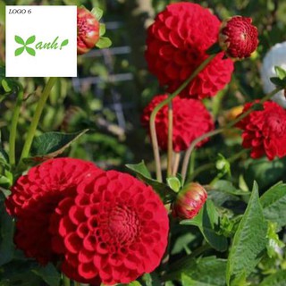 GÓI 20 HẠT GIỐNG HOA THƯỢC DƯỢC MIX