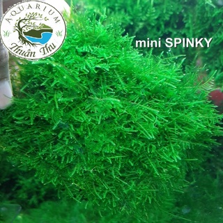 Rêu Mini Spinky - rêu thủy sinh đẹp dễ chăm