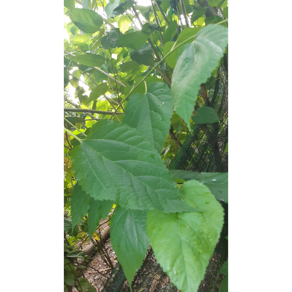 Lá dâu tằm tươi cho tép ăn_5 lá