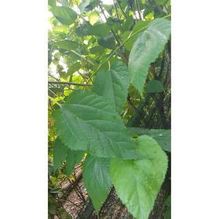 Lá dâu tằm tươi cho tép ăn_5 lá