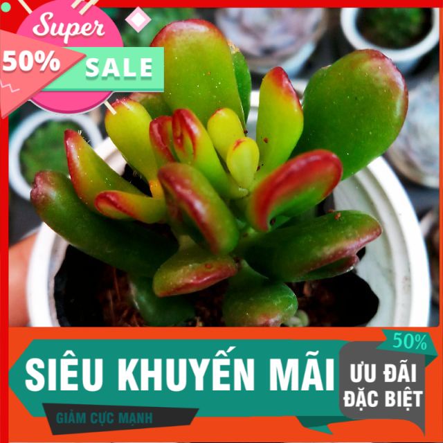 Sen ống điếu