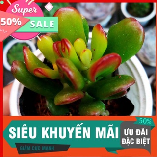 Sen ống điếu