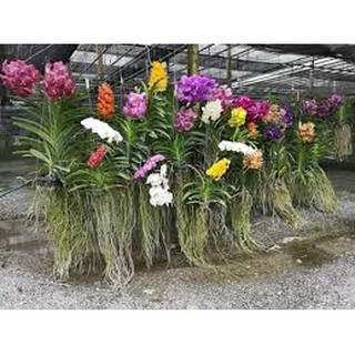CÂY GIỐNG VANDA ĐỦ MÀU, HÀNG NHẬP TRỰC TIẾP THÁI LAN - CGVDMHTLNK