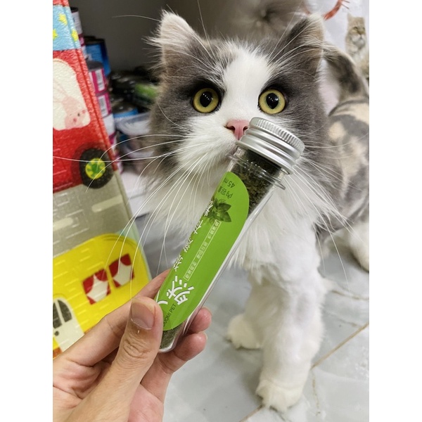 Cỏ mèo khô