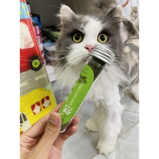 Cỏ mèo khô